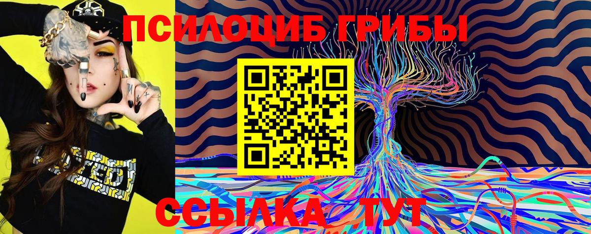 Псилоцибиновые грибы Cubensis Курчалой